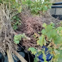 نهال انگور بادام انار انجیر|خدمات باغبانی و درختکاری|زرندیه, |دیوار