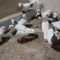 طوقی انواع مدل|پرنده|دره شهر, |دیوار