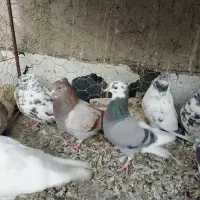 فروش همگی یکجا