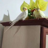 عروس زیبا و اماده برای تخم گذاری|پرنده|آذرشهر, |دیوار