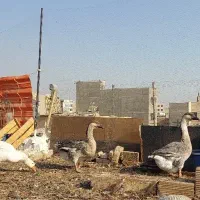 قوغاز افریقایی اردک روسی اسرائیلی نر جوان سنگین