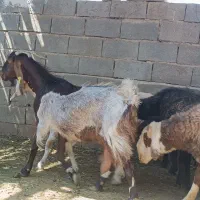 بز دو قلو زا