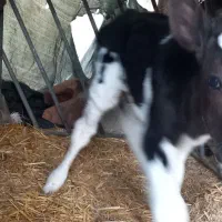 گوساله|حیوانات مزرعه|مرودشت, کناره|دیوار