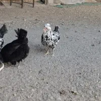 مرغ وخروس گلین|حیوانات مزرعه|اصفهان, کشاورزی|دیوار