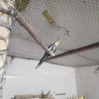 عروس هلندی|پرنده|برازجان, |دیوار