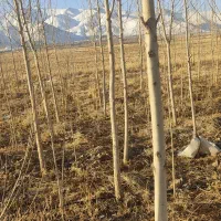 صنوبر نیگرا