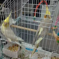 عروس هلندی|پرنده|صومعه‌سرا, |دیوار