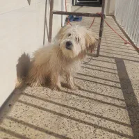 کمبود جا|سگ|اسدآباد, |دیوار