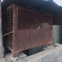 گنجه ۹۰ کیلویی سالم