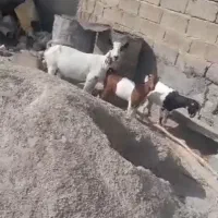 بز دوکهری با دوعدد کهره