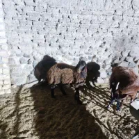 میش و بره ماده ژندار