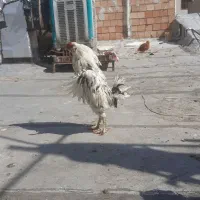 یک عدد خروس گلین جوان پا پر مرغ گیر