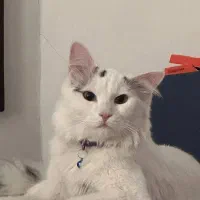 گربه پرشین کاملا اهلی ۳ساله