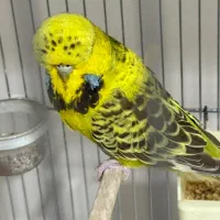 مرغ عشق انگلیسی ماده گرید A