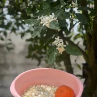 بهار نارنج پاک شده همراه با پرچم