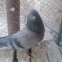 کفتر پرند|پرنده|سپیدان, |دیوار