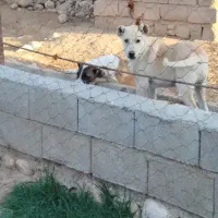 توله نر خراسانی|سگ|آشخانه, |دیوار