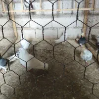 لانه سگ و تعدادی کبوتر