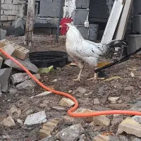 خروس خوش اواز و زیبا