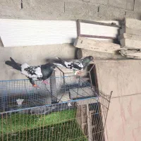 پنج جفت پاکستانی