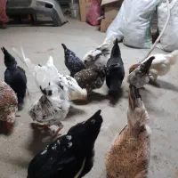 تخم مرغ نطفه دار گلین|حیوانات مزرعه|بومهن, |دیوار