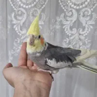 عروس هلندی|پرنده|فلاورجان, |دیوار