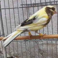 قناری نر ابلغ خوشرنگ بخون