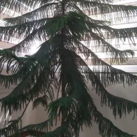 گل کاج مطبق