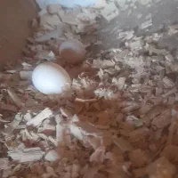 عروس هلندی مولد|پرنده|خان ببین, |دیوار