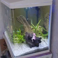 آکواریوم شیشه خم|ماهی|شیراز, نصر|دیوار