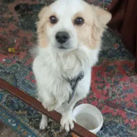 سگ باهوش و زرنگ