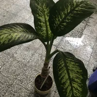 گل و گیاه