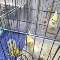 عروس هلندی