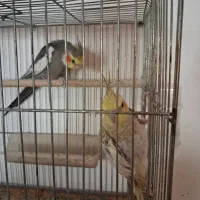 عروس هلندی