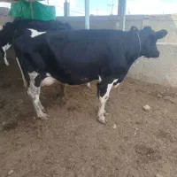 دورس گاوگوساله شکم اول گوساله نریکی ماده