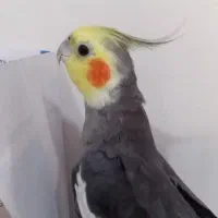 عروس هلندی گم شده