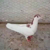ماده پلاس داغسر سرکه ی  کاکلی مقلوف ماده|پرنده|قم, گلزار|دیوار