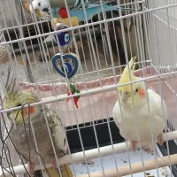 عروس هلندی نر و ماده زیبا و سرحال