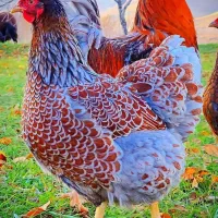 تخم نطفه دار و جوجه ویاندوت بلورد و اورنج وارداتی