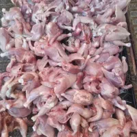 تلفات مرغ برای غذای سگ و گربه