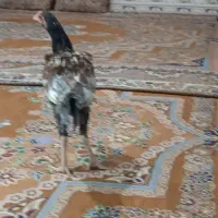 مرغ