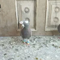 لیلک بزن خوب وکوهی بزن|پرنده|مرودشت, پشت سایپا‎|دیوار