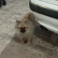 سگ پامرانین