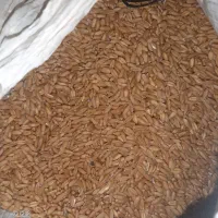 گندم دیم اصلاح شده