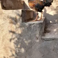 خروس محلی درجه یک