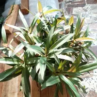 گل بابا آدم و سوزنی|گل و گیاه طبیعی|رشت, امین الضرب|دیوار