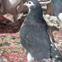 ساده ،دم سفید ، پشدار ،المانی