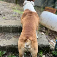 سگ انگیش بولداگ نر جهت جفت گیری|سگ|ساری, |دیوار