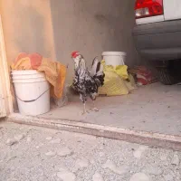 خروس طوسی پا کوتاه