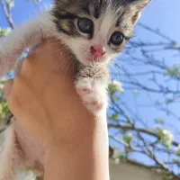 نگهداری گربه